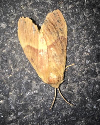 Réf. 294 194 : Lasiocampa quercus